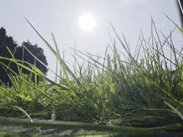 Back To Nature Grass GIF