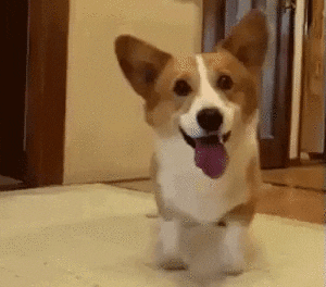 happiness joy excitement GIF