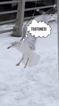 wallpapers Seagull Clipart Gif seagull gifs get the best gif on giphy