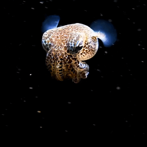 Bobtail Squid Swimming GIF by OctoNation® The Largest Octopus Fan Club!