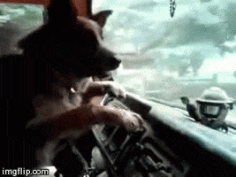 Dog Driving GIFs - Find & Share on GIPHY