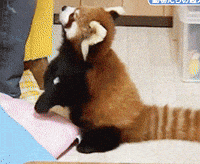 Red Panda Eating Comiendo Cute 8bits Gifs Get The Best Gif On Giphy