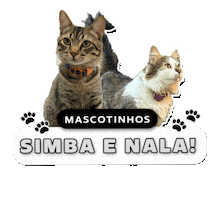 Gatos Simba Sticker by Dmídia Brasil