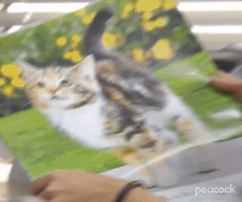 Cat-calendar GIFs - Get the best GIF on GIPHY