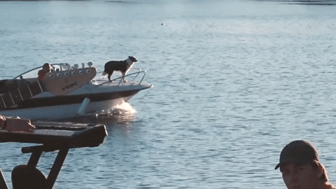 Dog On Boat GIFs - Get the best GIF on GIPHY