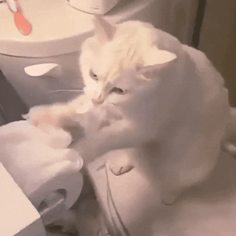 Toilet Paper Naughty Cat GIF