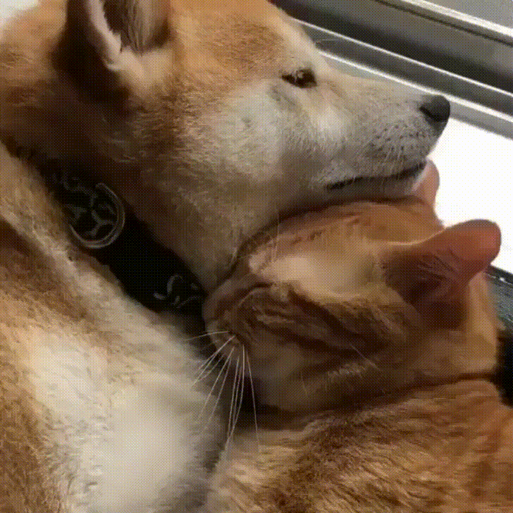 buddies GIF
