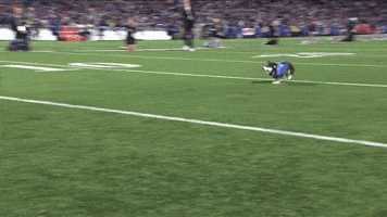 Corgi Corgiracing GIF