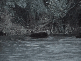 Brown Bears Salmon GIF by US National Archives