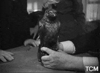 The-maltese-falcon GIFs - Get the best GIF on GIPHY