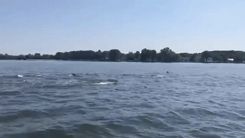 miles river dolphins GIF by WAMU