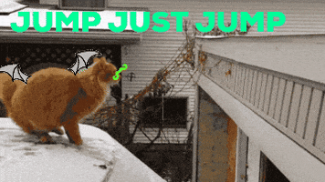Jump Cat GIF