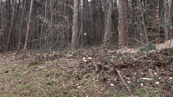 Tree Service GIF by JC Property Professionals