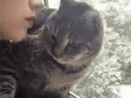 cat do not want GIF