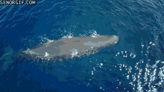 ocean whales GIF