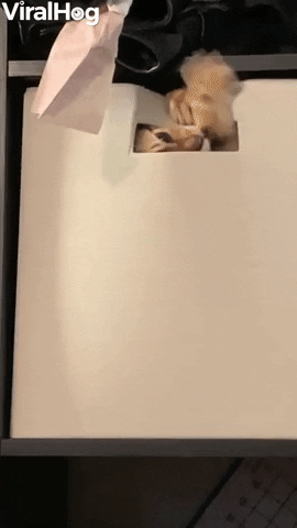 Stealthy Cat Hides In Box GIF by ViralHog