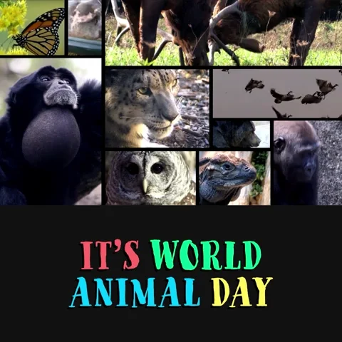World Animal Day GIF