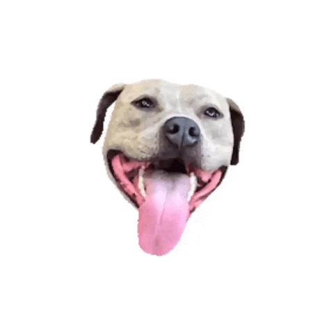 pitbull #pitty #dog #doggo #puppy GIF by beangoods