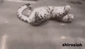 Roll Over White Tiger GIF