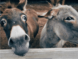 Eşek GIF