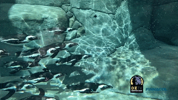 Penguins GIF