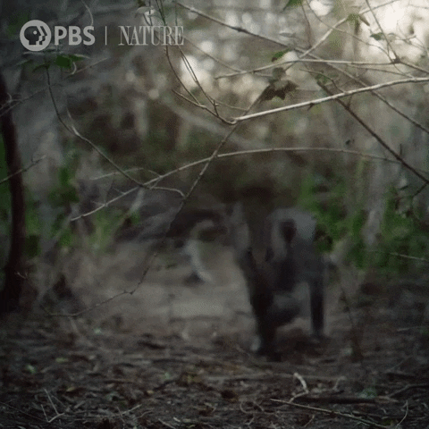 Pbs Nature Cat GIF by Nature on PBS