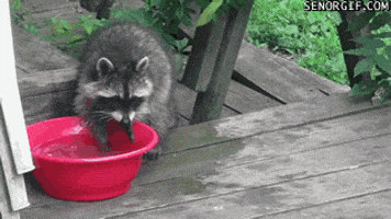 water hands raccoon washing raccoons