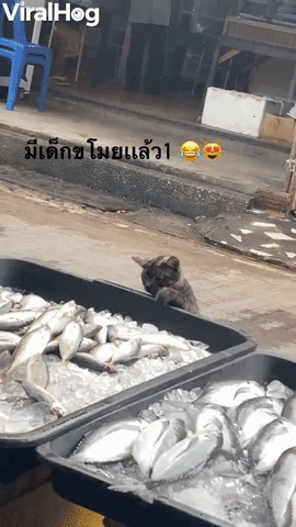 Sneaky Cat Snags A Fish GIF by ViralHog