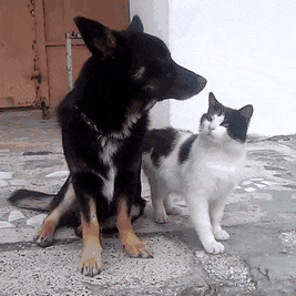 Cat Kiss GIF - Find & Share on GIPHY
