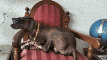 Dog Chill GIF