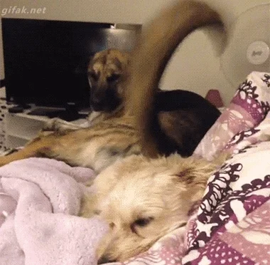 annoying animals being jerks GIF