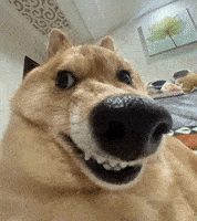 Funny Dog GIF