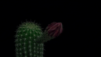 harriotshand  GIF