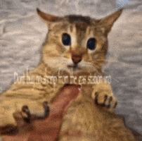 Mei Mei Vro GIF