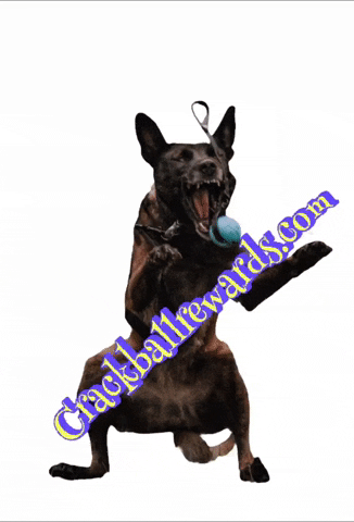 Crackball Dogreward Dogtoy Toys Puppy Dog Rewardyourdog Dogs Malinois GIF by HK9
