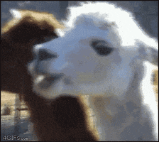 Video gif. An alpaca who doesn't notice us is slowly chewing. As it realizes we're recording it, it slowly turns its head and stares at us, stopping their chew and looking expectantly at us, waiting for our next move.