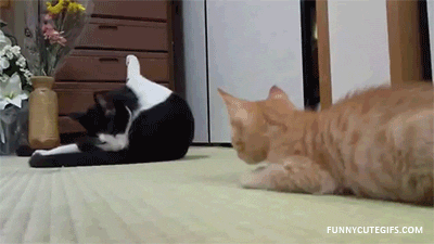 giphy.gif