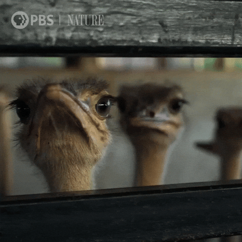 Bird Watching You GIF by Nature on PBS