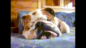 Dog Fun GIF