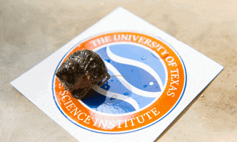 crab institute GIF by College of Natural Sciences, UT Austin