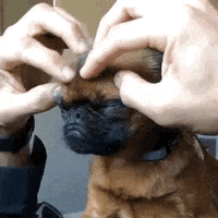 brussels griffon yes GIF by MISO PUP