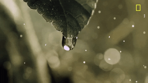 Water Drop GIFs - Find & Share on GIPHY