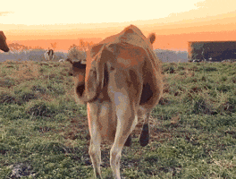 Cow GIF by Organic Valley