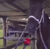 Horse GIF