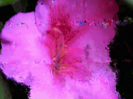 glitch pink GIF by Valeria Vicente