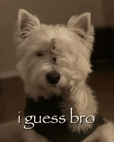 Bro Guess GIF
