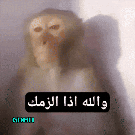 Fun Monkey GIF