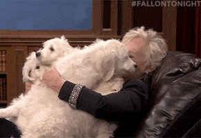 Puppy Love Laughing GIF by The Tonight Show Starring Jimmy Fallon