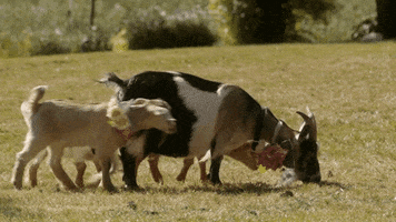 lacey chabert goats GIF by Hallmark Channel