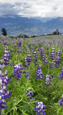 Mikuna Foods GIF